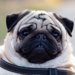 オランダの保護団体と獣医師会が「短頭種の犬を買わないで」活動をスタート
