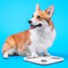 『デブになりやすい犬種』7選！肥満は犬の寿命を縮めてしまうリスクも