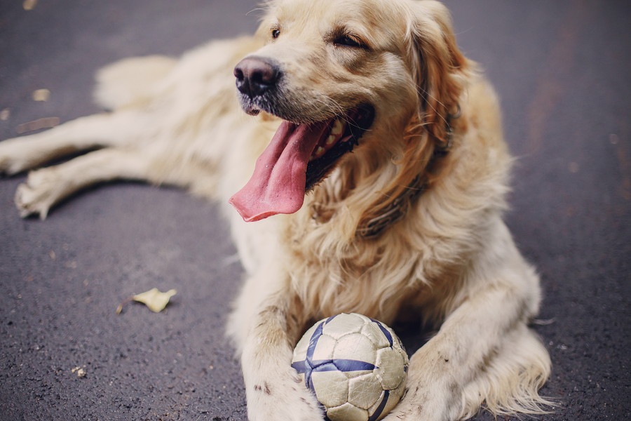 犬用ボール人気ランキングBEST５！お気に入りのものを見つけよう♪ [2/2] | わんちゃんホンポ