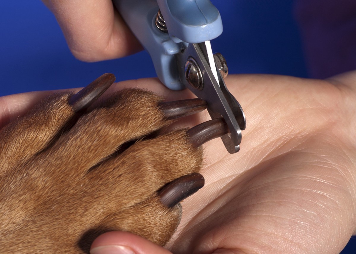 犬の爪切りで黒い爪を切る方法 準備するものから注意点まで わんちゃんホンポ