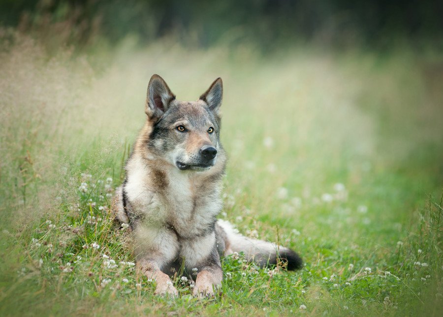 狼犬を飼いたい方必読 種類 特徴 性格 値段から飼い方まで わんちゃんホンポ