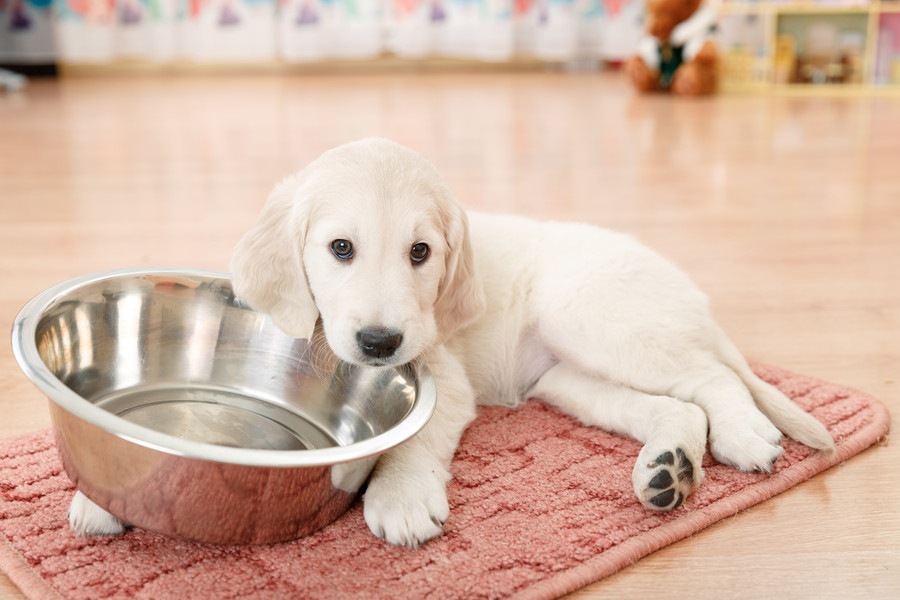 食事のしつけは、子犬のトレーニングの第一歩！その手順と気を付けるべきポイント3つ わんちゃんホンポ
