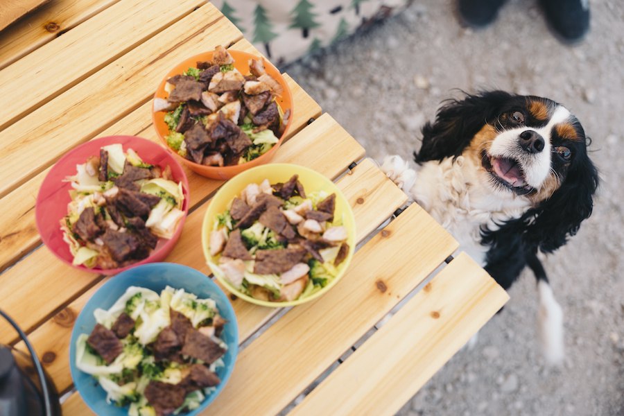 犬が好きな食べ物の特徴３つ わんちゃんホンポ