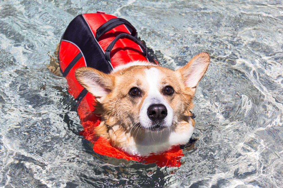 犬用ライフジャケットおすすめ人気商品9選！川遊びや海水浴に最適！ わんちゃんホンポ