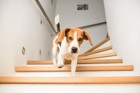 犬にとって階段が危険である理由２つ