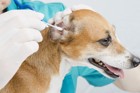 犬が「耳掃除」を嫌がる３つの理由と対処法、ポイントについて