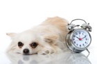 犬にも体内時計があるって本当？実はとっても正確なんです！
