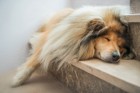 犬が寝床を頻繁に変える４つの理由