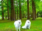愛犬を連れてのんびり葛飾散歩。水元公園と柴又帝釈天