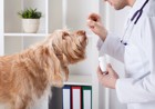 犬の抗生剤服用は飼い主の体内の耐性菌増加につながるか？という予備研究