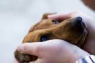 耳が聞こえない犬との上手な付き合い方と生活の質を上げる方法