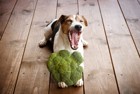 犬が食べても大丈夫な冬の食材4選！与えた際の効果と注意点