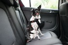 日本でも考えたい！車中の犬の安全対策、アメリカでのアンケート調査