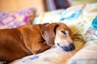 シニアになって睡眠時間が増えた愛犬、どのくらいなら正常？