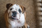 犬の下部尿路疾患（C.L.U.T.D.）ってどんな病気？原因や症状、対策