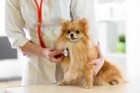 犬の環軸椎亜脱臼について　症状や原因、治療と予防法など