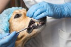 犬の歯石除去にかかる料金について