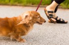 犬の散歩をしないことにより起こる４つのリスク