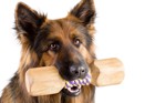 室内犬が家の柱や壁をかじる３つの理由と防止法