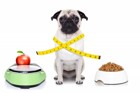 パグの体重まとめ！成犬の平均体重や体重の推移、餌の量など