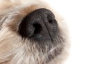犬も鼻づまりをするの？その原因や症状、確認する方法から治し方まで