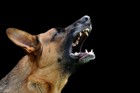 愛犬が他の犬に吠える！攻撃する原因や問題行動の改善法７つ