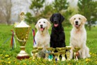 愛犬を自慢したい！犬のコンテストや大会の種類４選