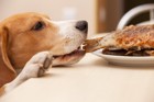 犬が食べ物に執着する原因とやりたい対処法