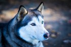 神秘的な瞳を持つ犬種11選！特徴や飼うときの注意点