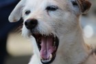 犬の歯周病！予防・治療法について