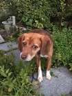 飼い主死亡で保護されるも里親宅から脱走、行方不明になった犬が救った命
