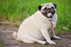 犬の正しいダイエット方法！肥満を解消する散歩や運動方法