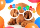 愛犬の誕生日の祝い方～家族の一員になった日～