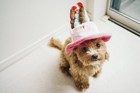 犬の帽子のオススメ商品3選！その種類や効果、選び方について
