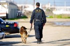 警察犬の仕事やトレーニング内容、引退後の生活などについて