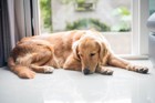 オナラが臭くなりやすい犬の特徴と病気の可能性