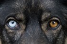 なぜ左右の目の色が違う「オッドアイ」の犬は生まれるの？