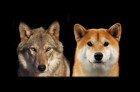 狼（オオカミ）と犬の違い4つ！