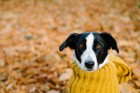 犬も季節の変わり目は体調を崩しやすい！やりたい予防と対策