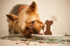 犬用クッキーは何が違う？意外と知らないお菓子の違いを４つ解説