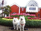 愛犬と巡る横浜散歩コース、最後はエッグスンシングスでパンケーキ