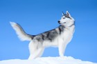 シベリアンハスキーの大きさはどのぐらい？成犬時のサイズや特徴など