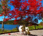 愛犬を連れて紅葉のビーナススライン、白樺湖とレストラン子梨の木の下