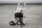 犬を撮影できる写真スタジオおすすめ４選【関東編】