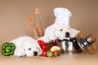 犬の糖尿病における適切な食事やそのレシピ、治療・予防方法