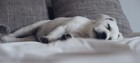 犬が寝る位置を変えるときの心理４つ