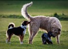 犬が他の犬のお尻をクンクン嗅ぐ心理５つ