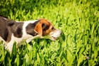 犬が草を食べる理由とは？やめさせる方法や危険な草の種類
