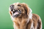 犬が急に怒るようになる原因と対処法