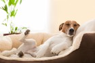 犬を新しい寝床に慣れさせる３つの方法